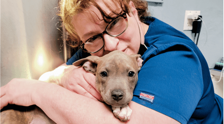Pet Diagnostics Near Me 10461 Middletown Animal Clinic